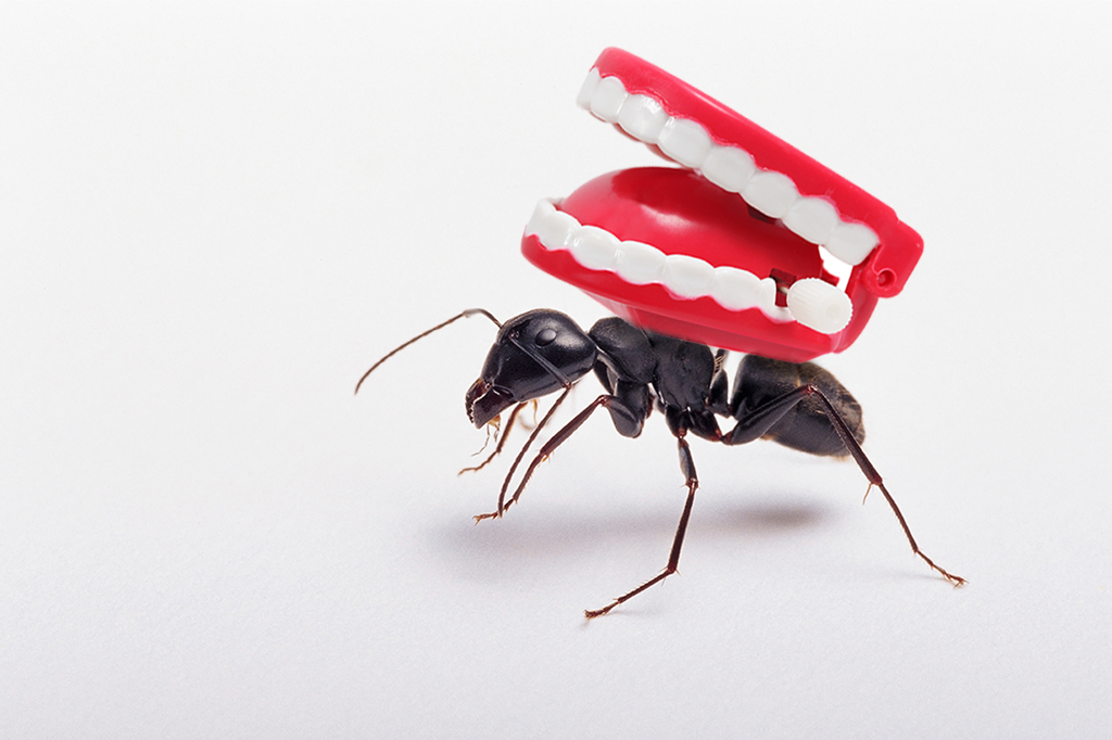 Mandíbula mais rápida do mundo: a formiga que morde a 324 km/h