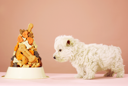 6 alimentos que podem prejudicar a saúde do seu bichinho de estimação