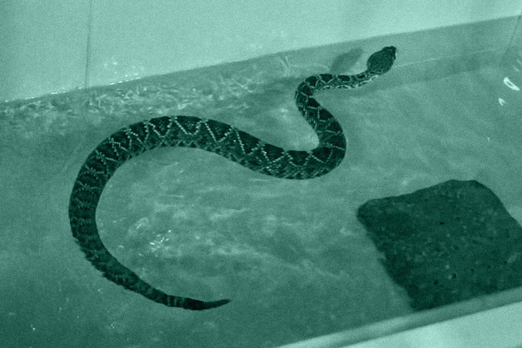 Zoológico cria academia aquática para cobras que estão acima do peso