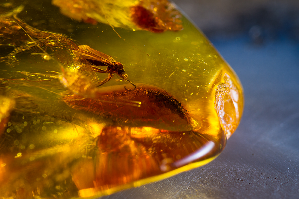 Fóssil de mosquito indica que malária existe desde a época dos dinossauros