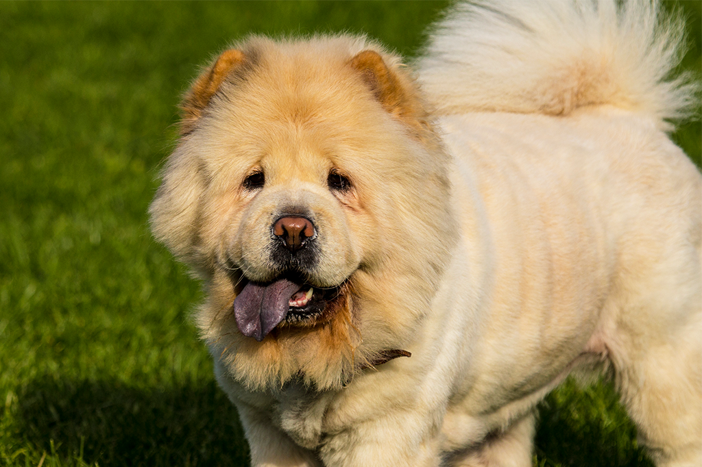 chowchow-lingua-roxa
