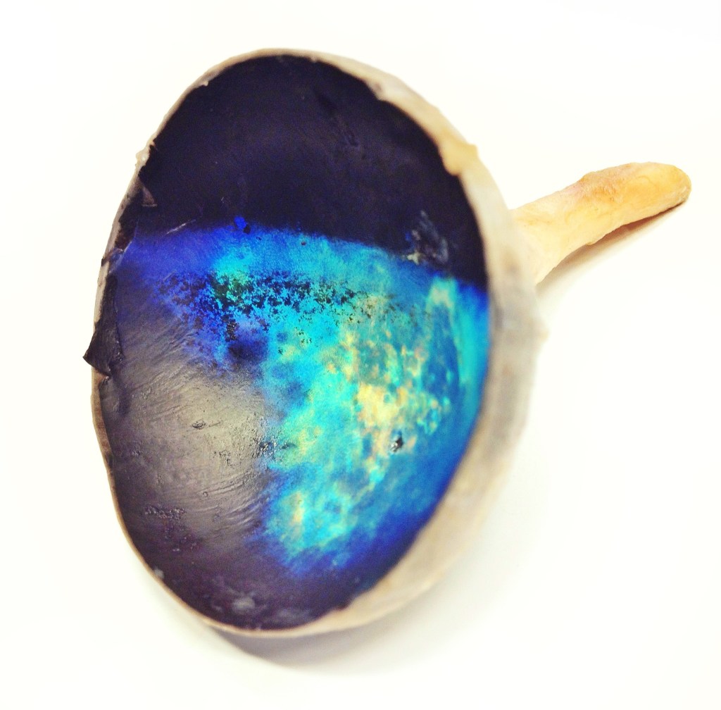 Bovine_Tapetum_Lucidum Bovine_Tapetum_Lucidum