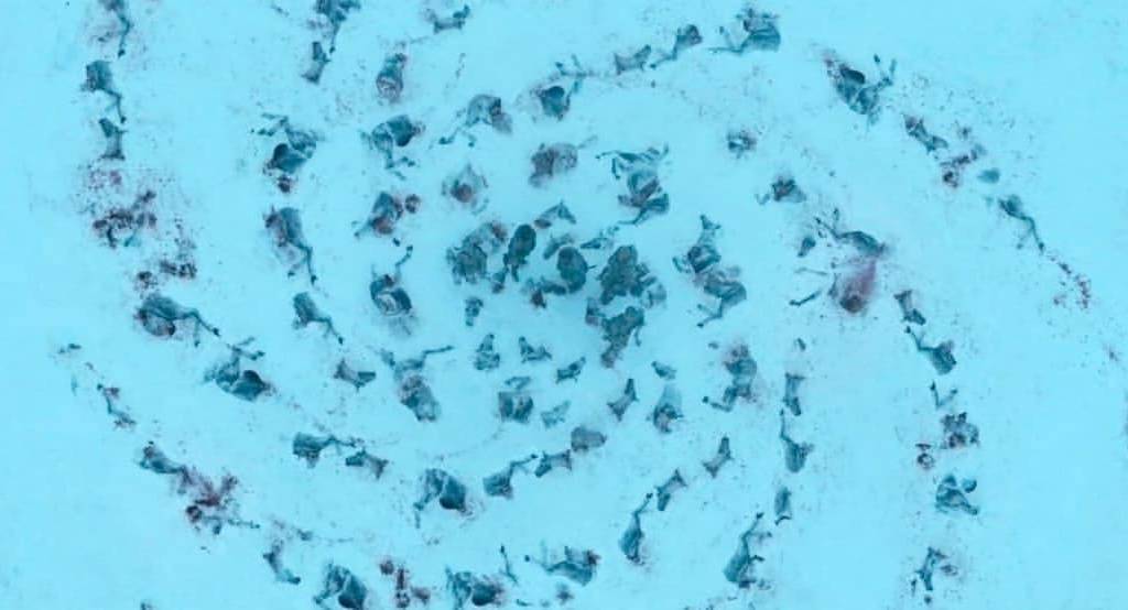 simbolos White Walkers simbolos White Walkers