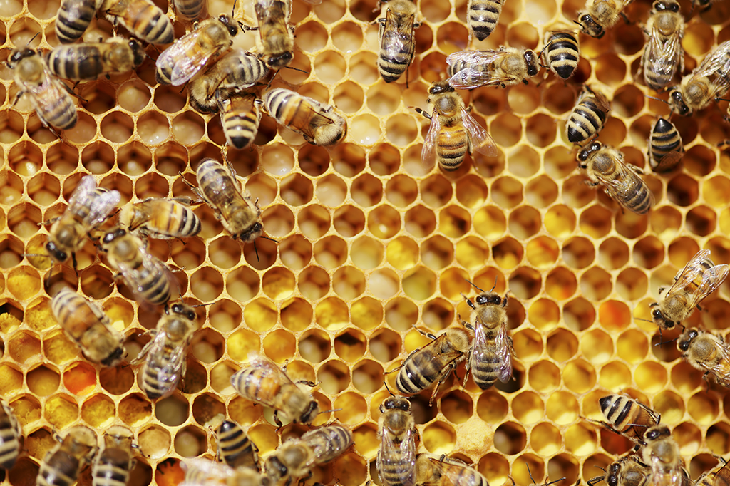 Abelhas que vivem na catedral de Notre-Dame sobreviveram ao incêndio