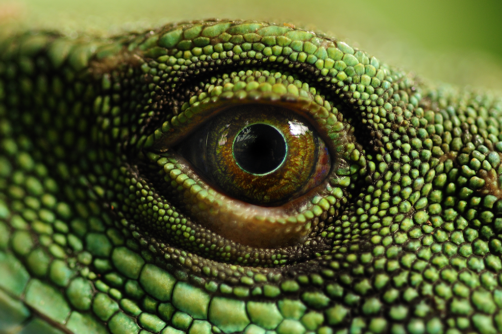 “Somos controlados por reptilianos” – a mais ridícula teoria da conspiração