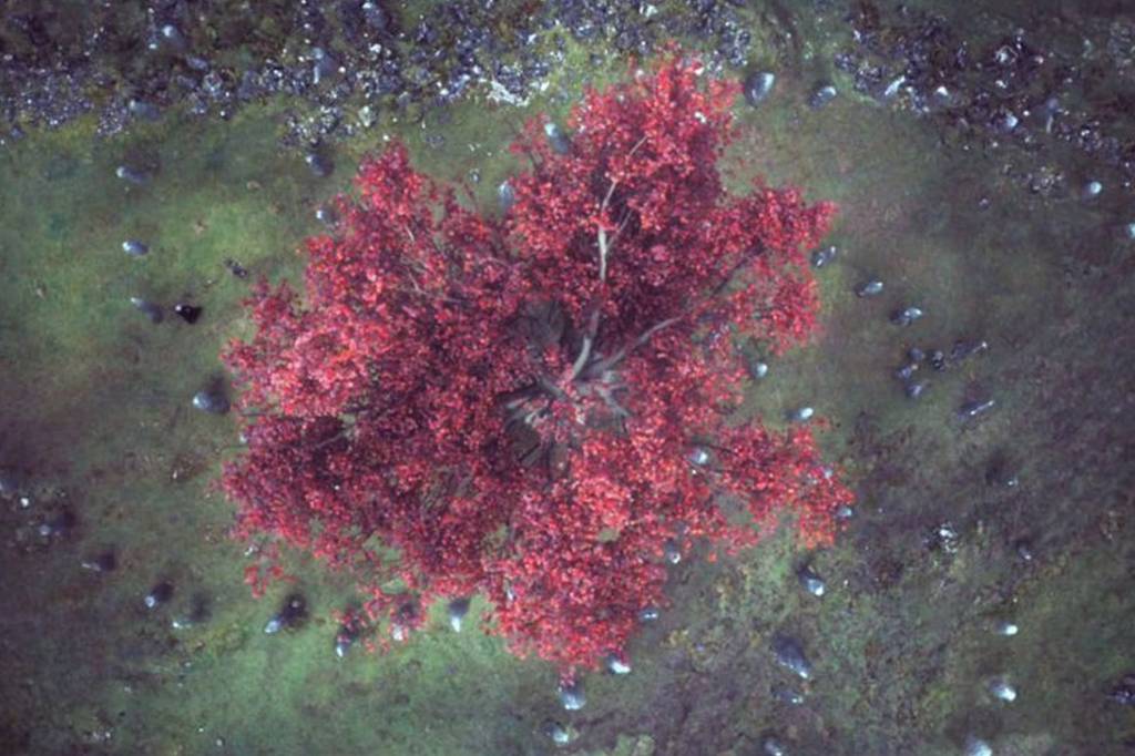 simbolos White Walkers simbolos White Walkers