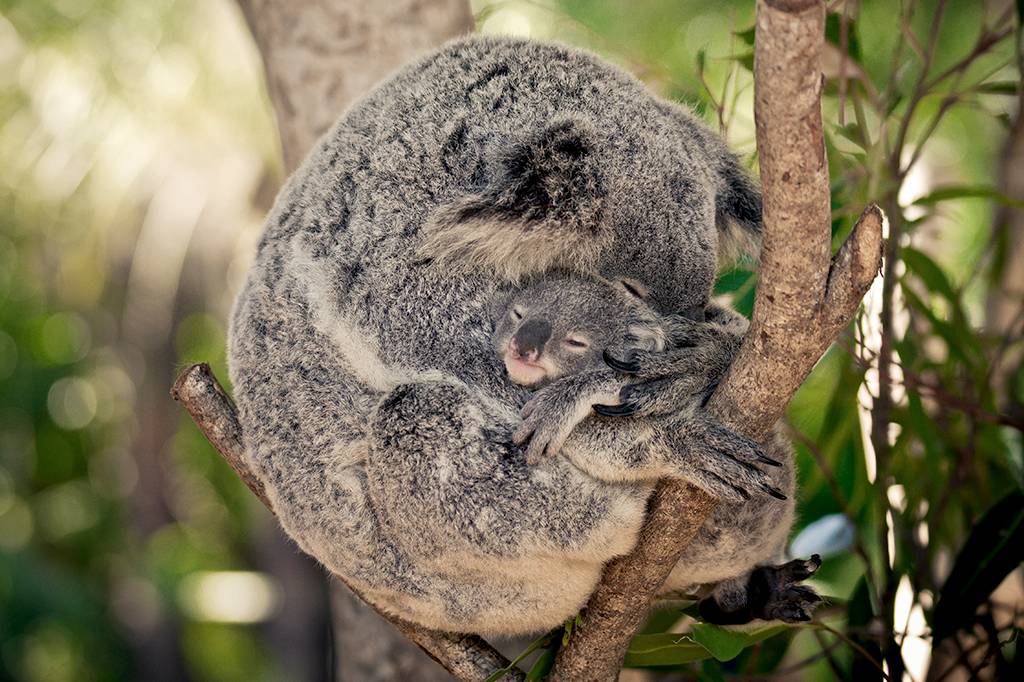 Coalas estão funcionalmente extintos, diz fundação australiana