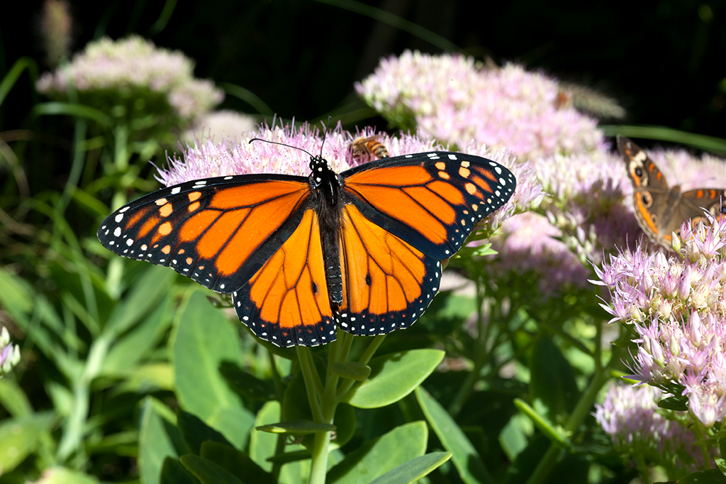 Borboletas-monarca nascidas em cativeiro perdem sua habilidade de migrar