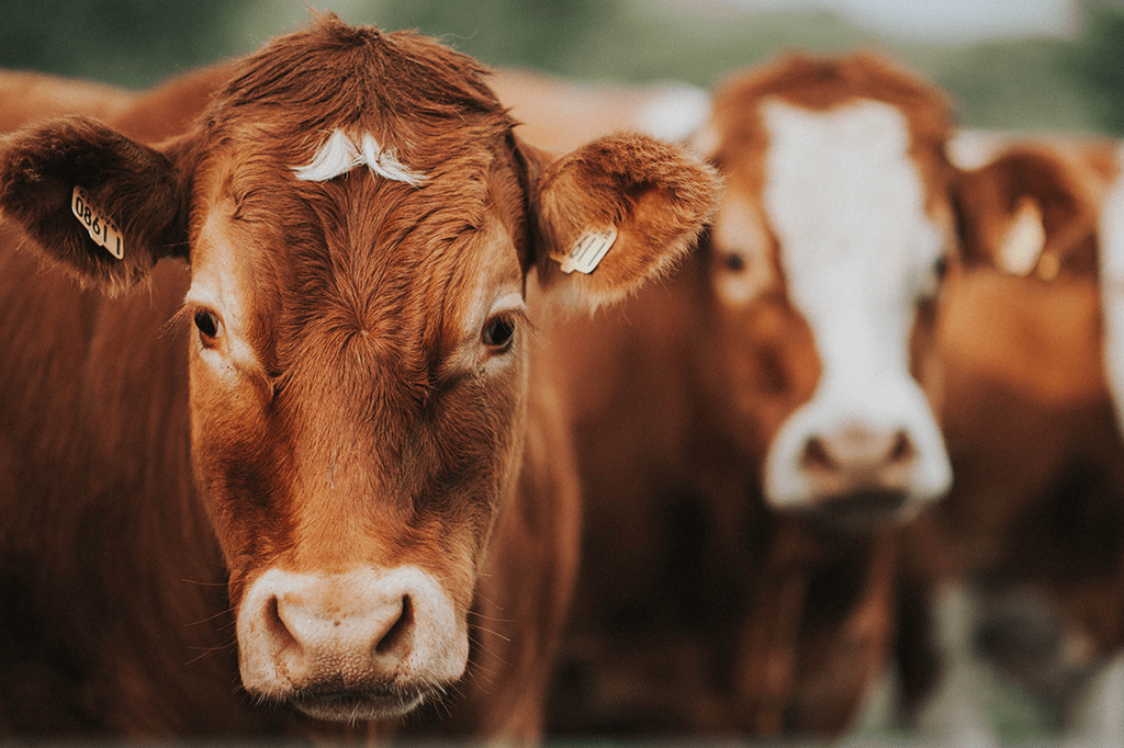 Em 2040, 60% da carne consumida no mundo não será de origem animal