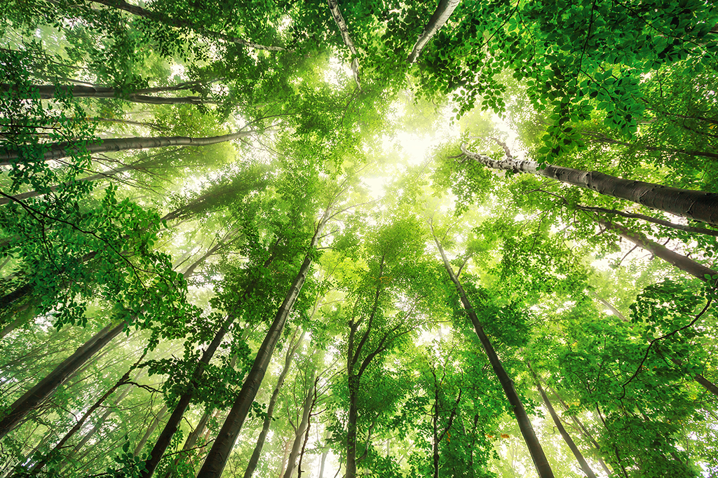 Quanto tempo você deve passar na natureza? Cientistas cravam: 2 horas por semana