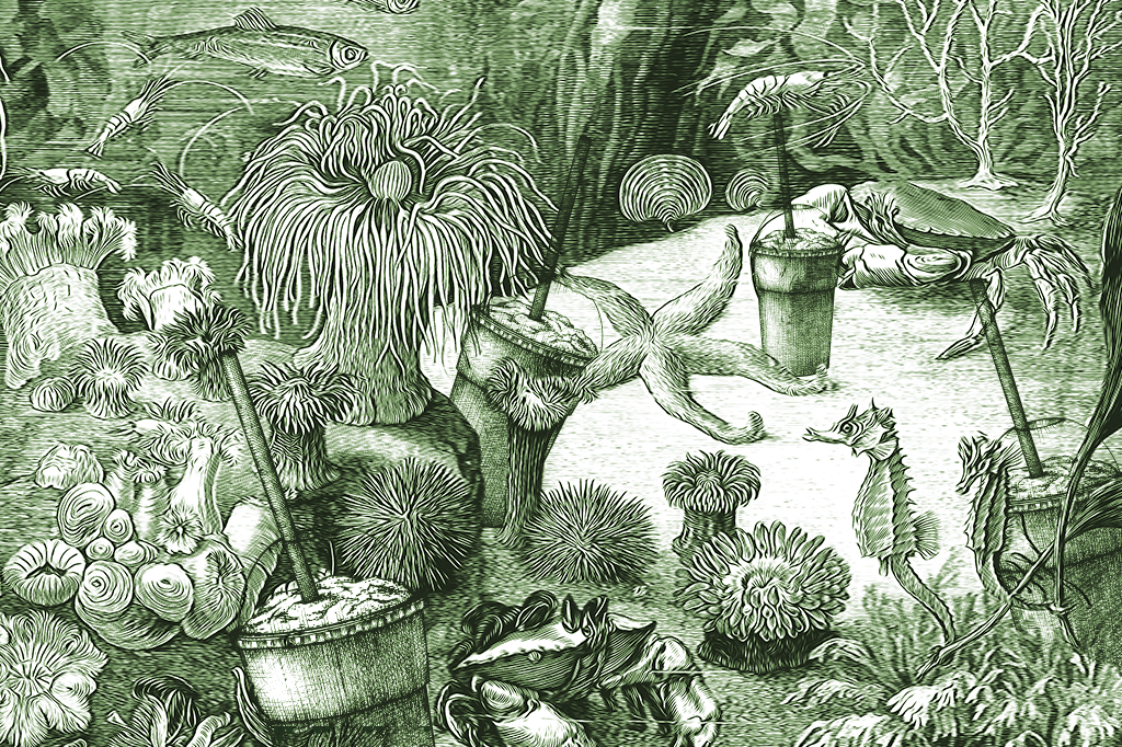 Corais preferem ingerir plástico em vez de sua comida habitual