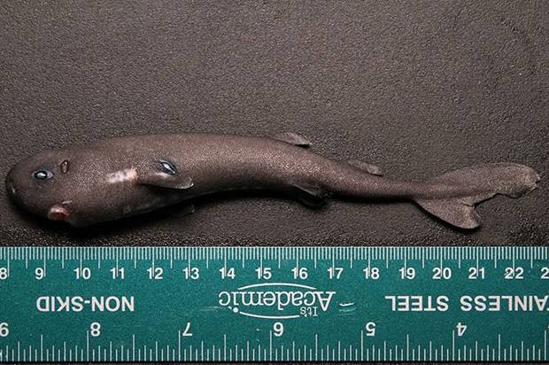 tubarao_site2 tubarao_site2