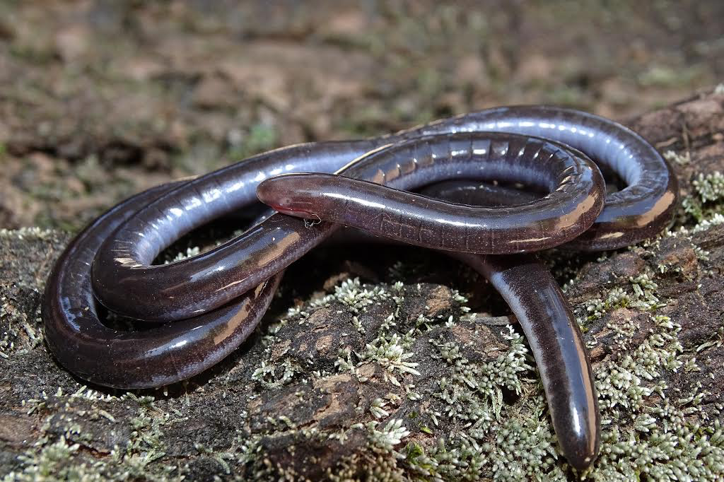 O que é, afinal, uma cobra-cega?