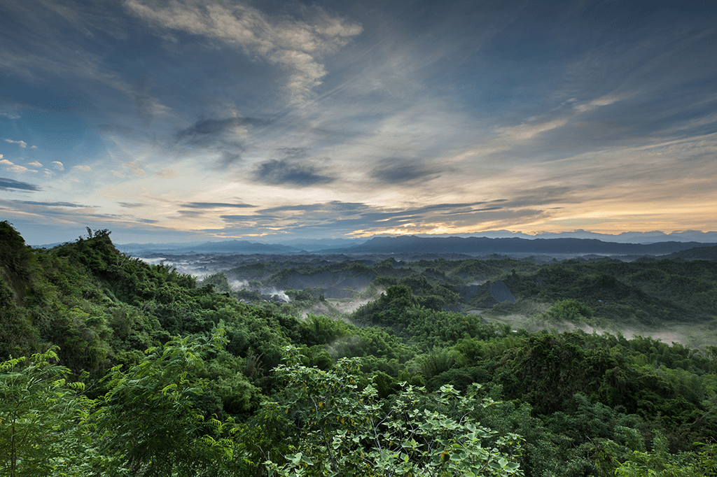 A área da Terra coberta por vegetação parou de se expandir há 20 anos