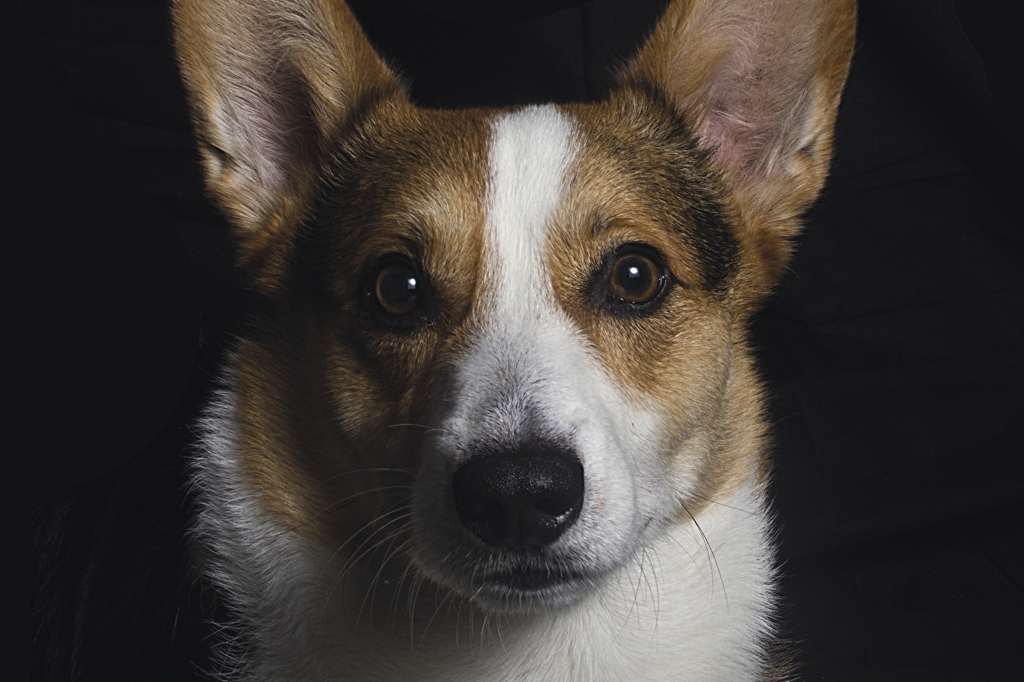 Seleção artificial também alterou o cérebro dos cachorros