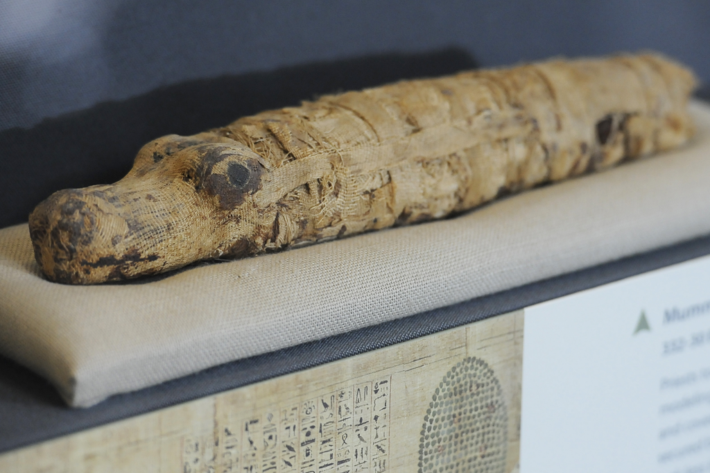 Egípcios caçavam crocodilos só para transformá-los em múmias