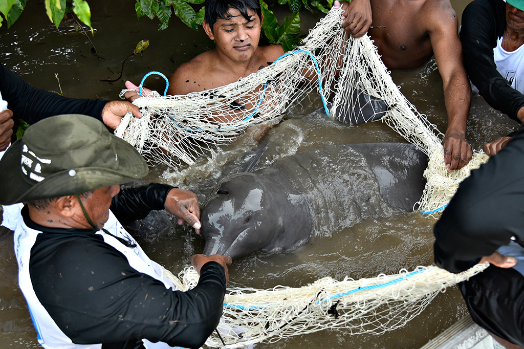 Botos amazônicos estão contaminados com mercúrio