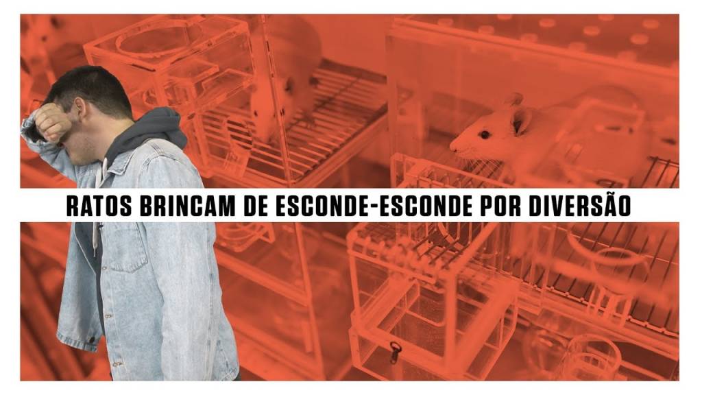 Ratos brincam de esconde-esconde por diversão