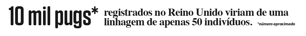 SI_Cão_RaçaRuim_15
