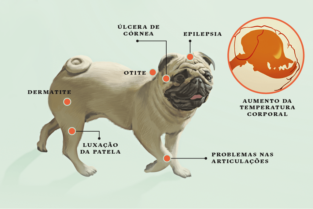<strong>Pug</strong> • Como seu focinho foi selecionado para ser muito curto, o ar não tem tempo de resfriar antes de chegar aos pulmões. Isso provoca o aumento da temperatura corporal. Quando o cão faz atividades físicas intensas em dias muito quentes, a crise pode ser fatal.