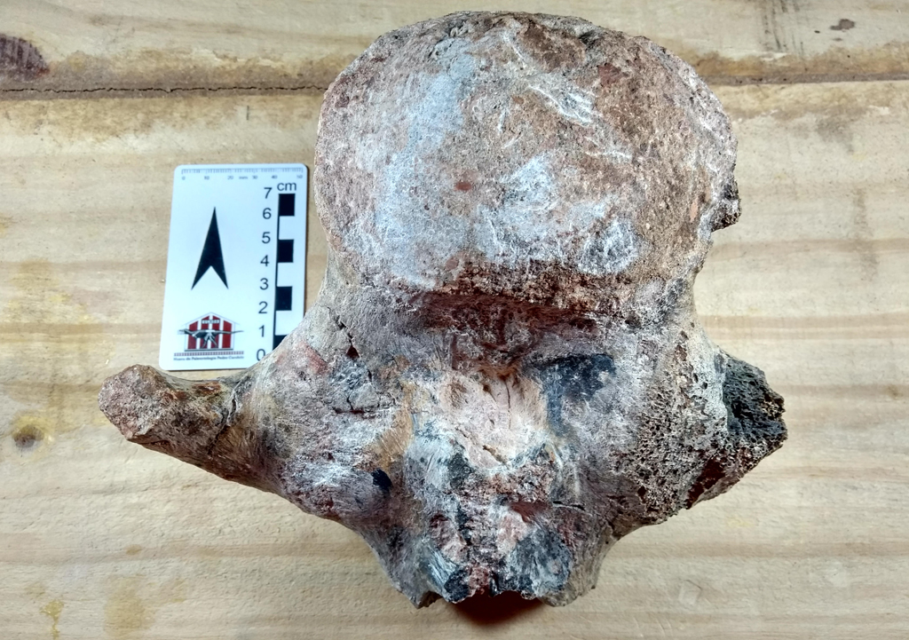 Osso de dinossauro é encontrado no interior de São Paulo