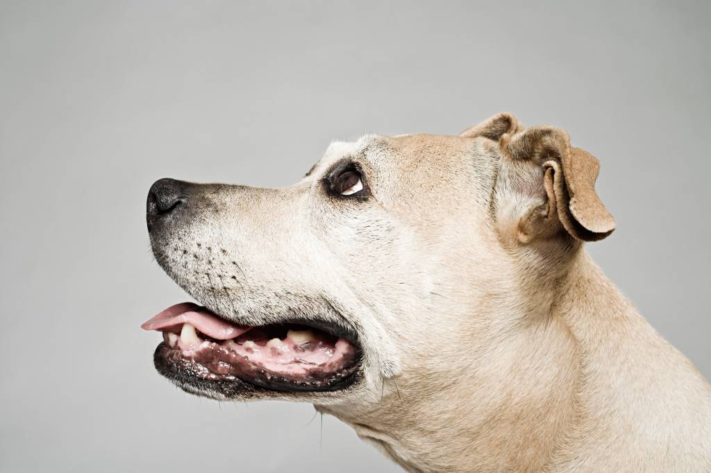 O que é o “cão de Pavlov”?