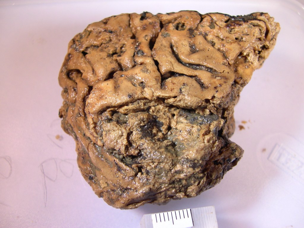 Journal of The Royal Society Interface_reproducao_cerebro_preservado Journal of The Royal Society Interface_reproducao_cerebro_preservado