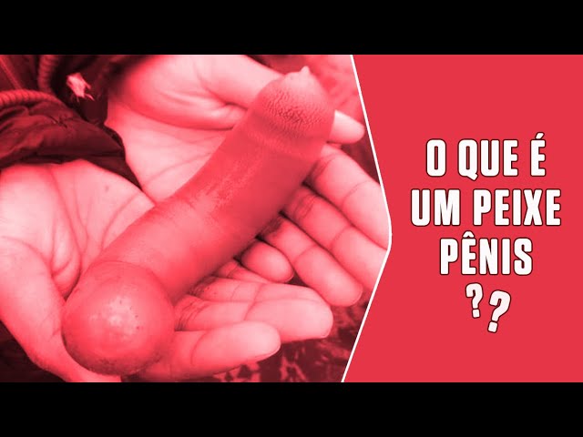 O que é um peixe-pênis?