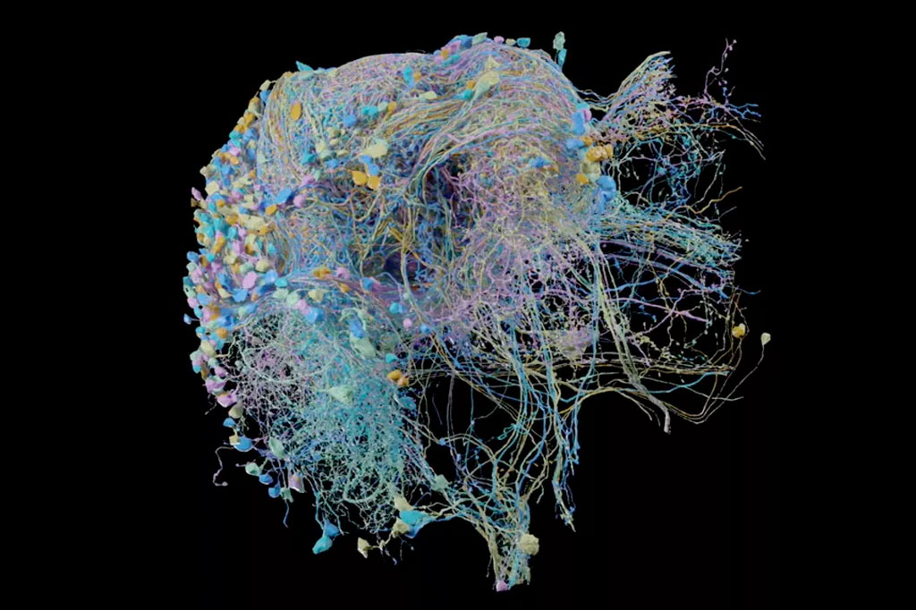 25 mil neurônios: esta imagem é o melhor mapa já feito de um cérebro