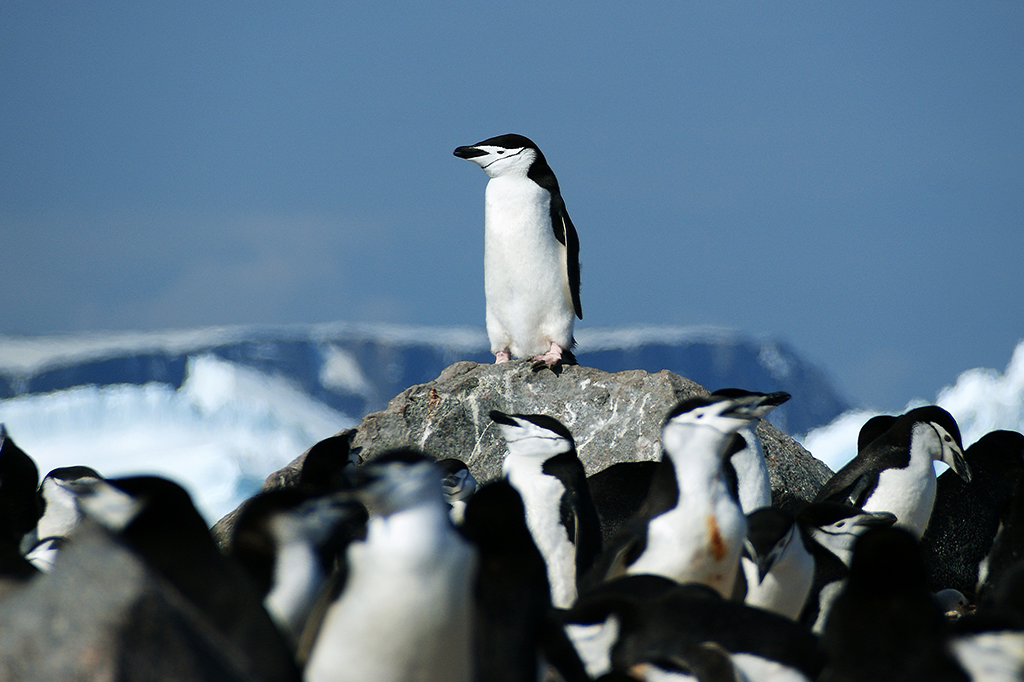 Colônias de pinguins na Antártida vêm caindo drasticamente, revela pesquisa