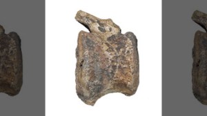 dinosaur-cancer-fossil dinosaur-cancer-fossil
