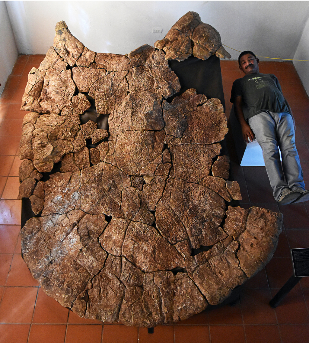 Cientistas encontram fóssil de tartaruga de 2,4 metros