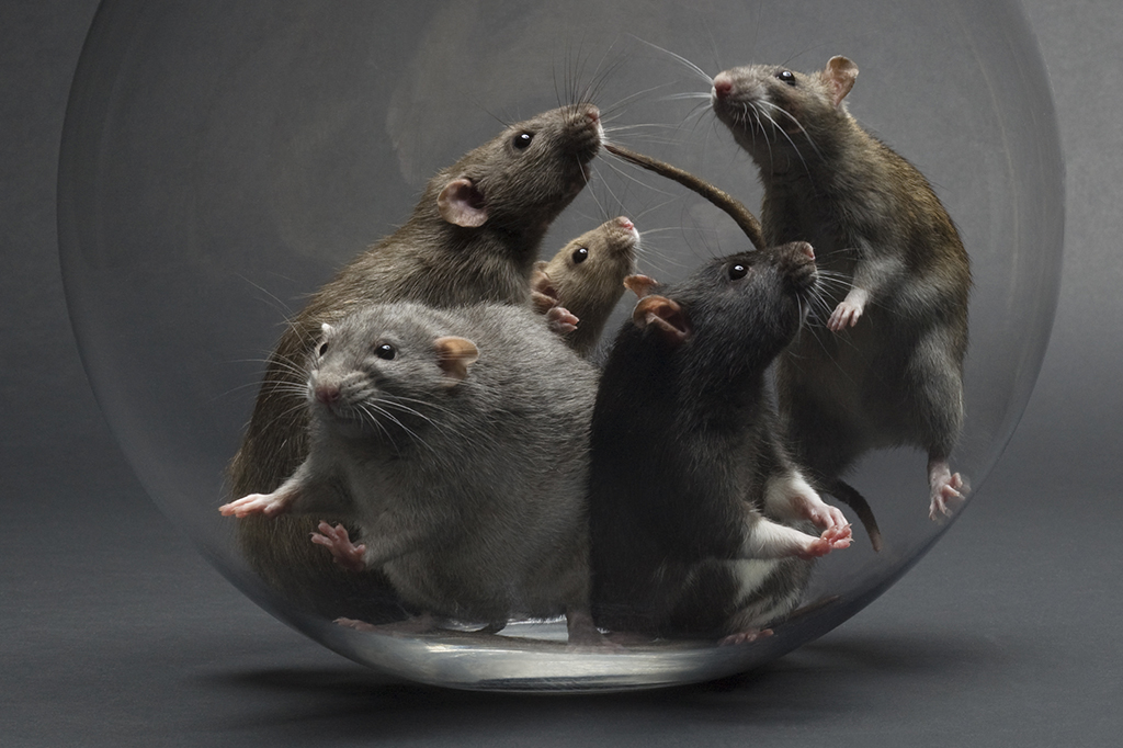 Cientistas transformam ratos altruístas em psicopatas