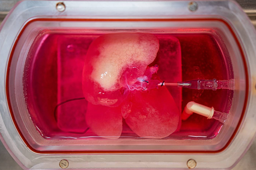 Cientistas implantam mini-fígados criados em laboratório em ratos