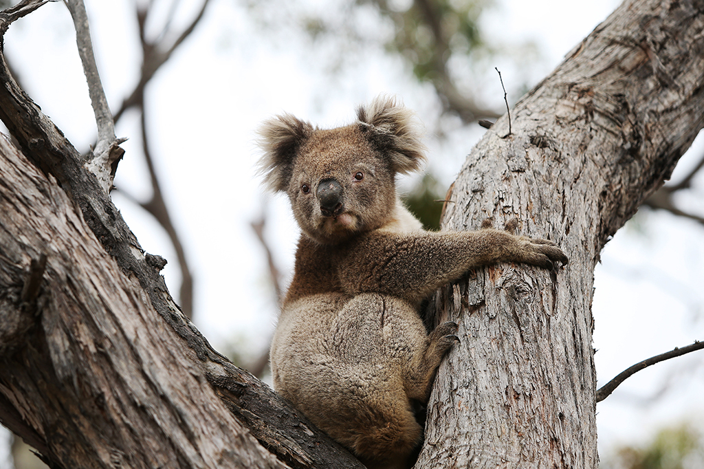 Incêndios na Austrália afetaram quase 3 bilhões de animais, dizem cientistas