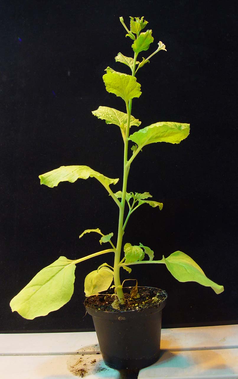 Nicotiana benthamiana Nicotiana benthamiana, ou tabaco selvagem
