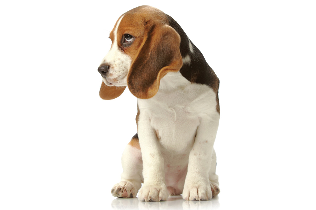 SI_101_cachorros_cacadores_1 <strong>O beagle da vida real é mais agitado do que o sonhador Snoopy.</strong>