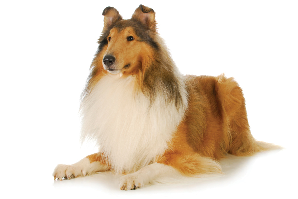 SI_101_cachorros_peludos_1 <strong>Lassie, a collie mais famosa do cinema, era um macho na verdade.</strong>
