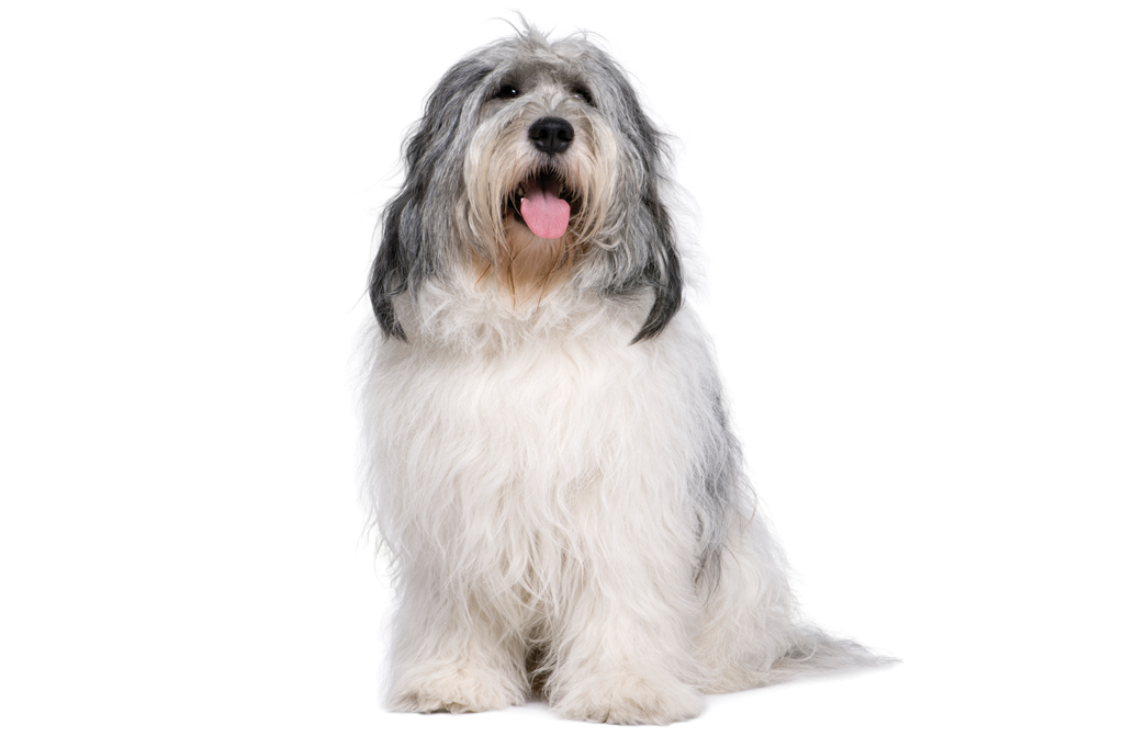 SI_101_cachorros_peludos_8 <strong>Campeão de resistência.</strong>