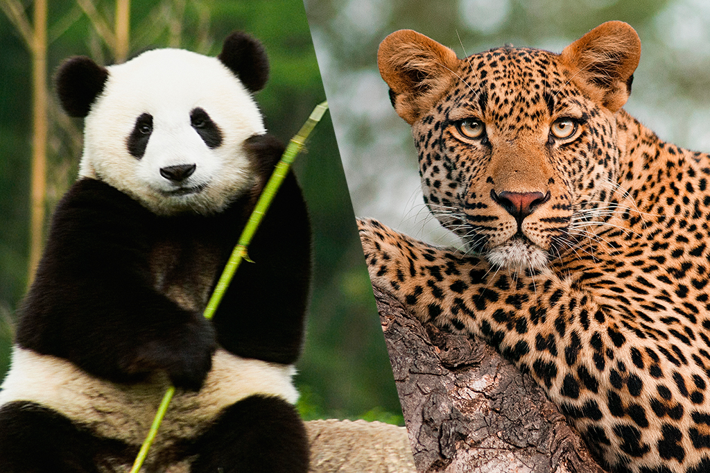 Esforços da China para salvar pandas deram certo – mas ignoraram leopardos