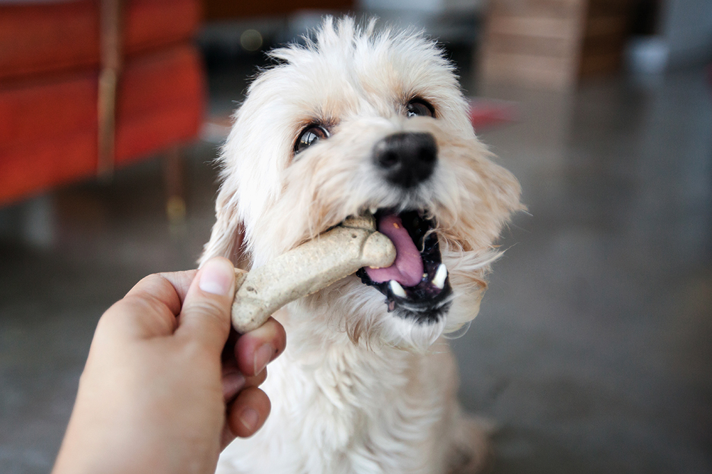 Para treinar cães, recompensa é mais eficiente que punição, revela estudo