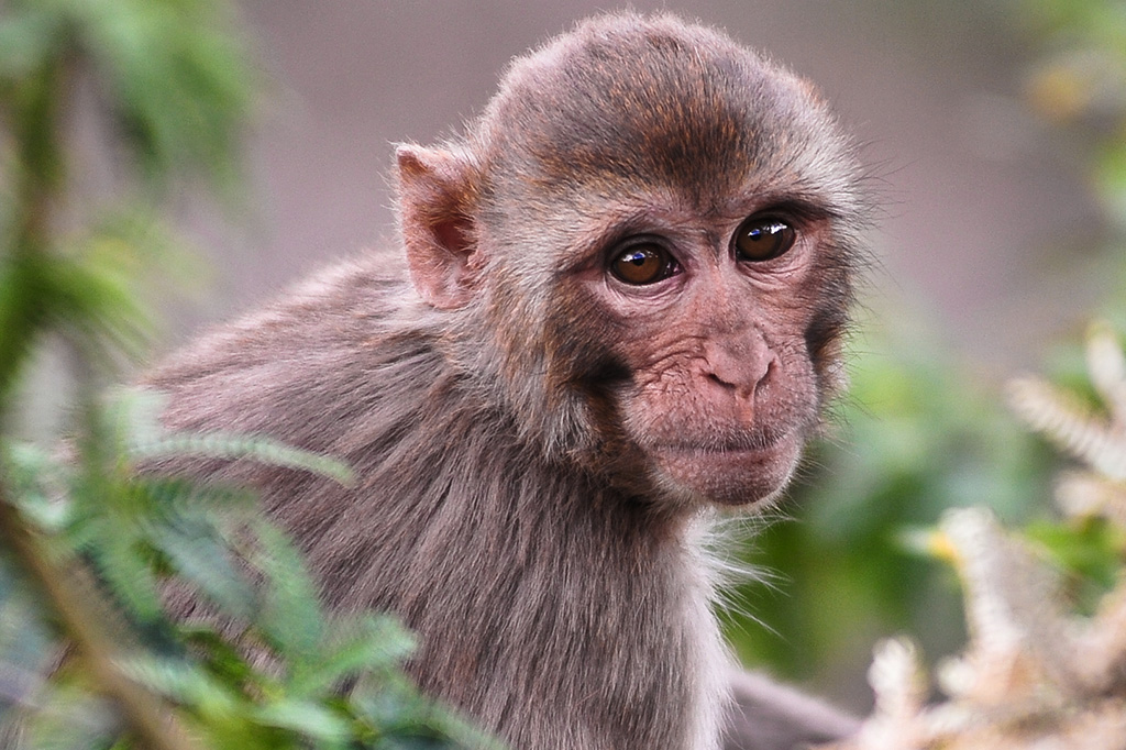 Covid-19: Escassez de macacos nos EUA é empecilho para o avanço de vacinas