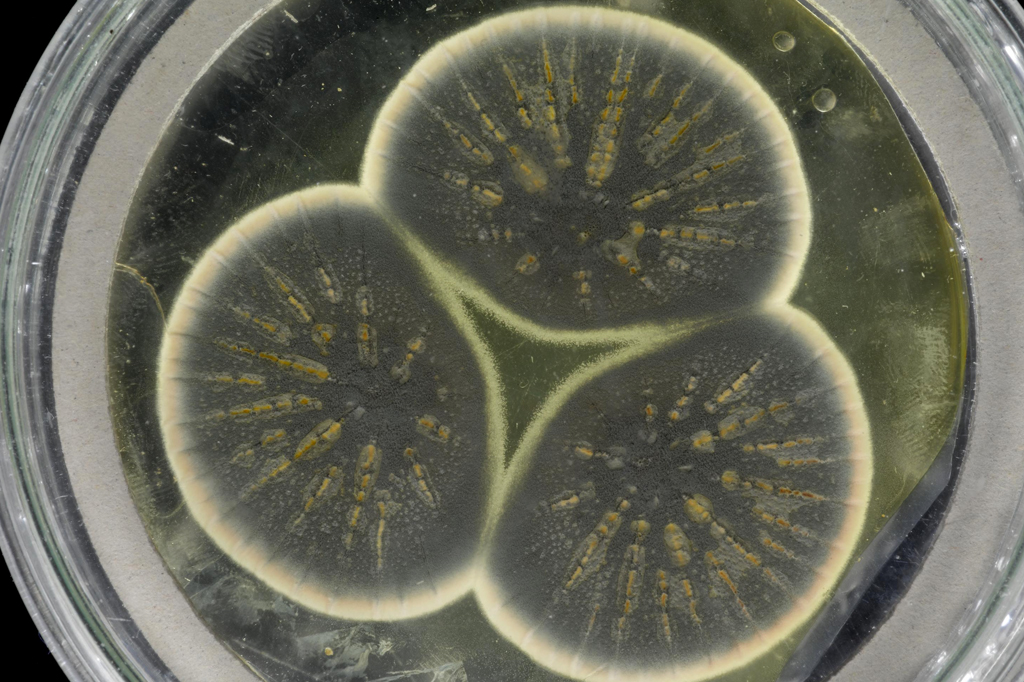 Cientistas sequenciam genoma do fungo que deu origem à penicilina