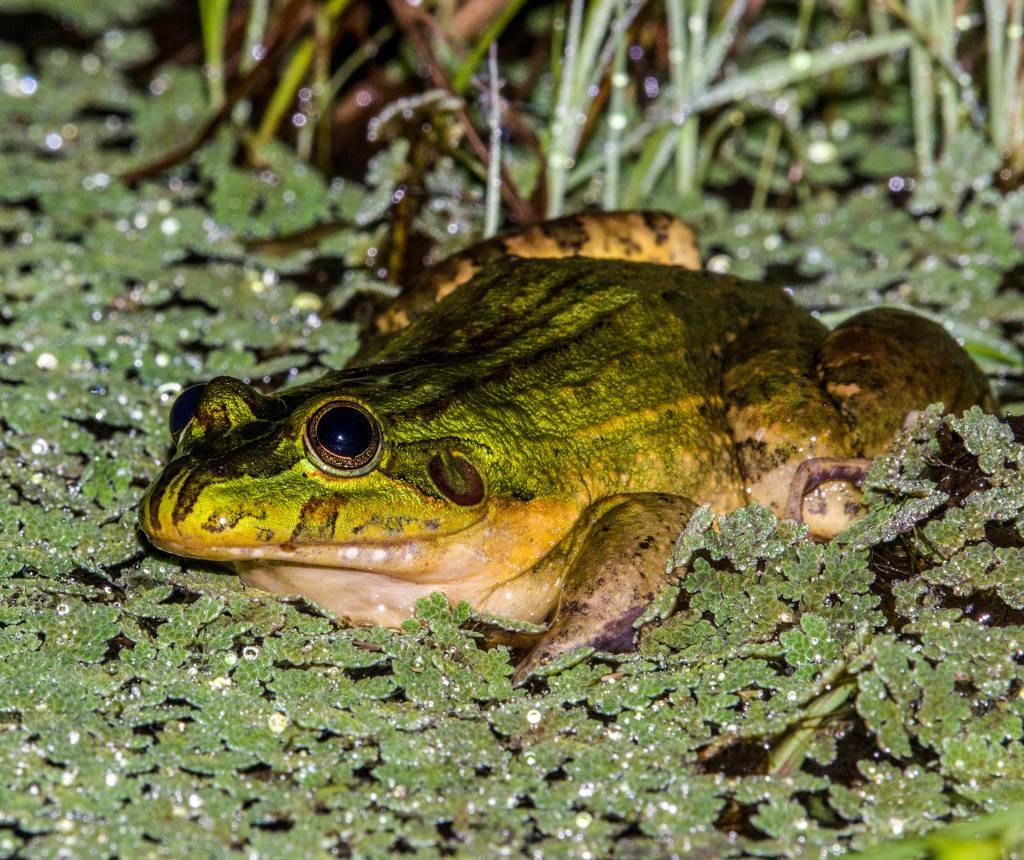 População de anfíbio raro é descoberta no sul da Bahia