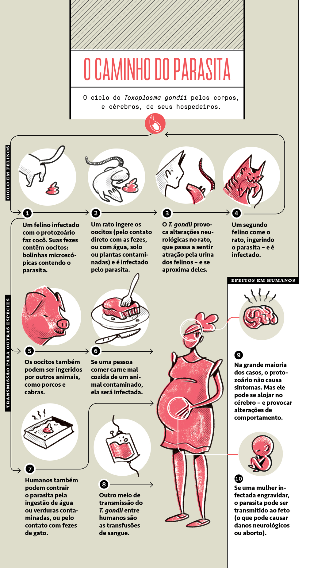 Infográfico que mostra o caminho do parasita, das fezes de um felino infectado até o ser humano