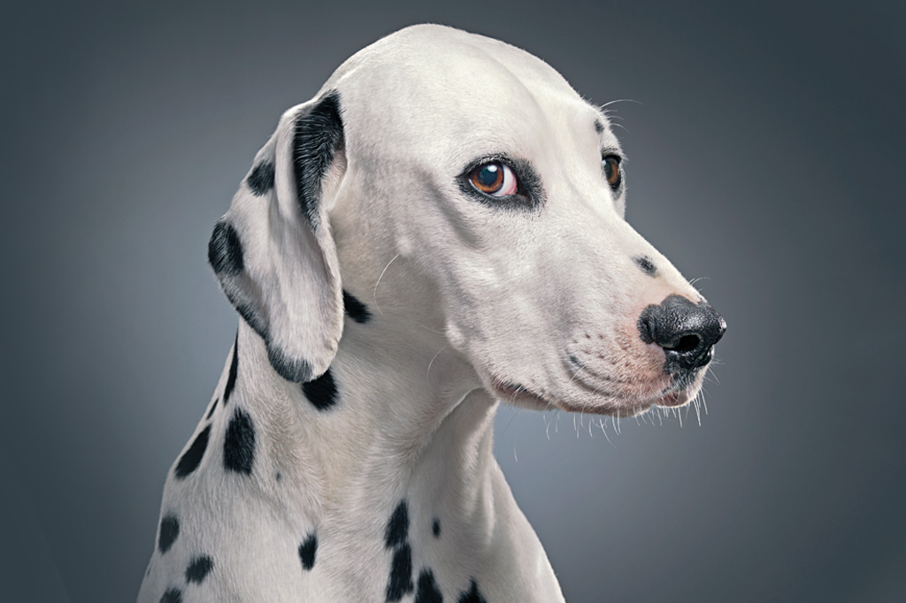 SI_Inteligencia_animal <strong>AMIGÃO ESPERTO – Os milênios de convívio com a gente dotaram os cães com capacidades cognitivas sofisticadas.</strong>