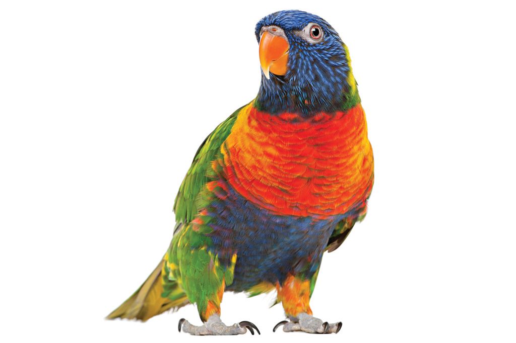SI_Inteligencia_animal_1 -
