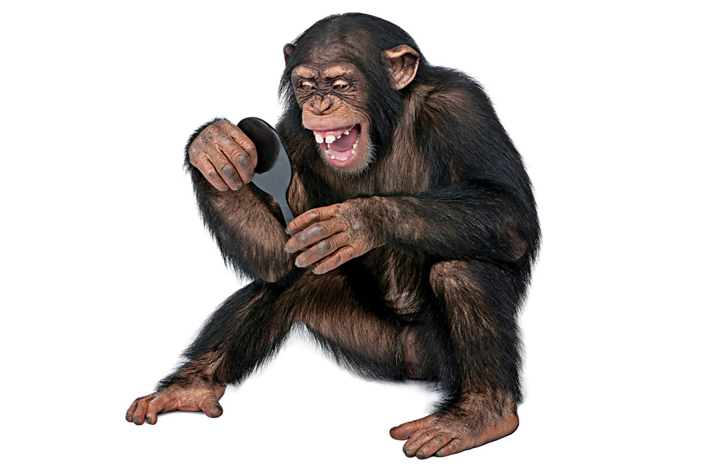 SI_Inteligencia_animal_2 <strong>PRIMATAS TECH – Macacos fabricam as próprias ferramentas e são hábeis negociadores.</strong>