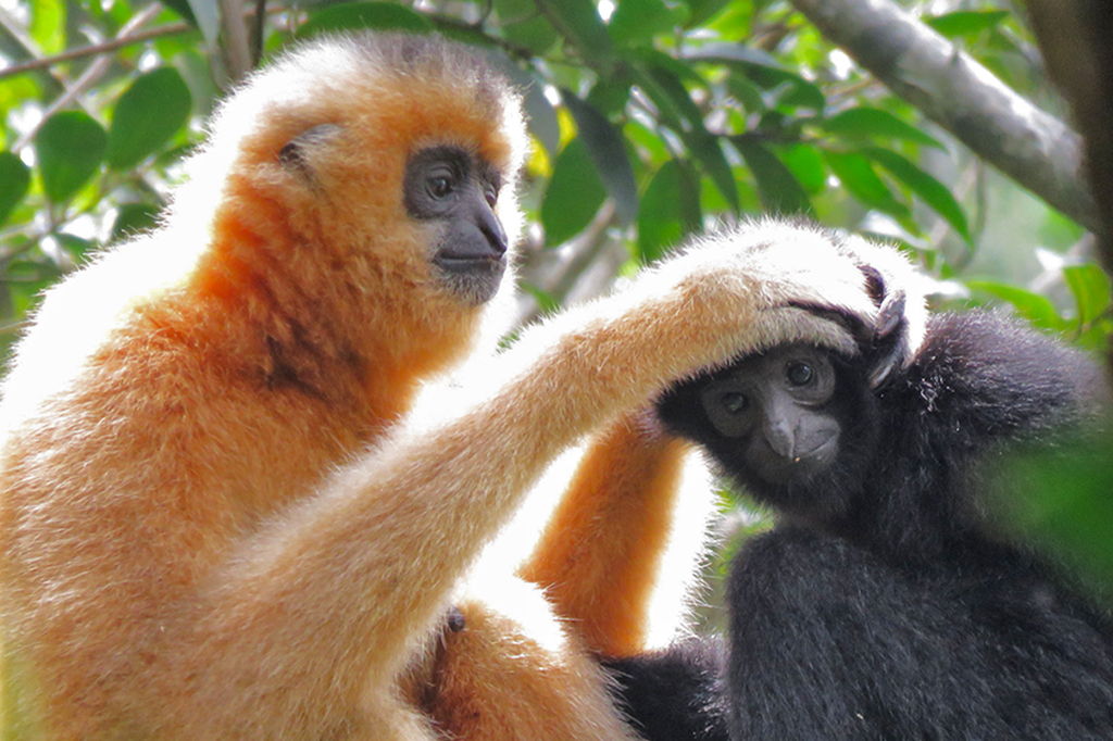 Como pontes de cordas podem salvar o primata mais raro do mundo da extinção