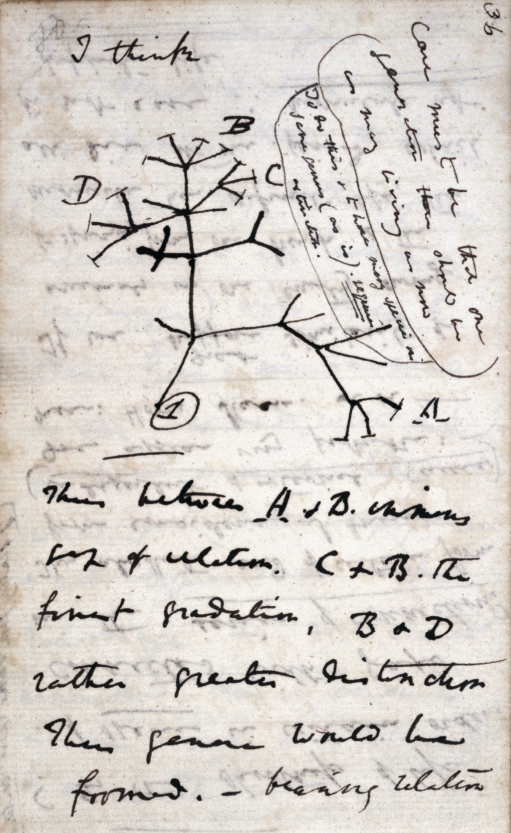 Darwin_Tree_1837 Darwin_Tree_1837